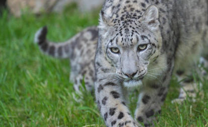 A leopard at the Indianapolis zoo which is a short drive from our rv campground.
